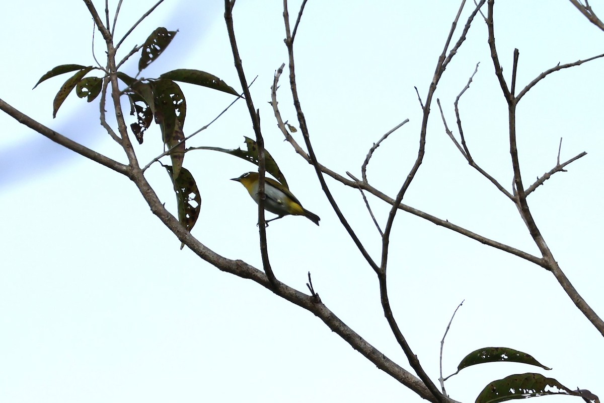 Ambon White-eye - ML625946471