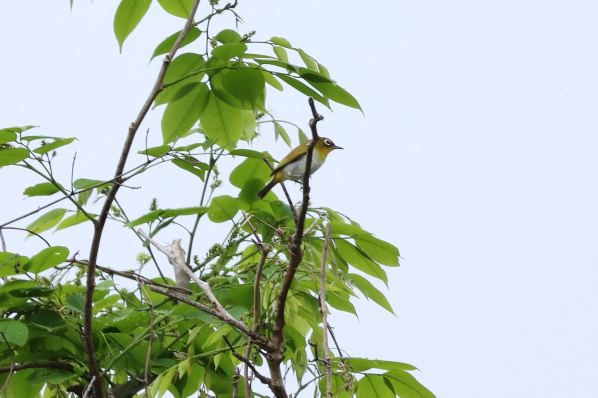 Ambon White-eye - ML625946472