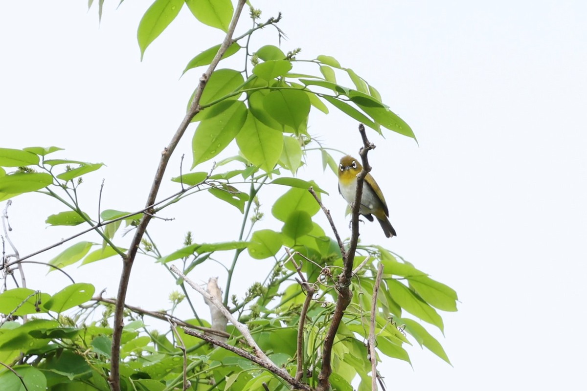 Ambon White-eye - ML625946473