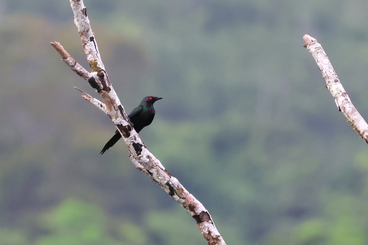 Metallic Starling (Metallic) - ML625946477