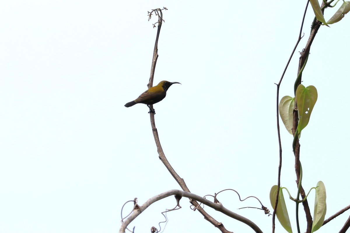 South Moluccan Sunbird - ML625946482