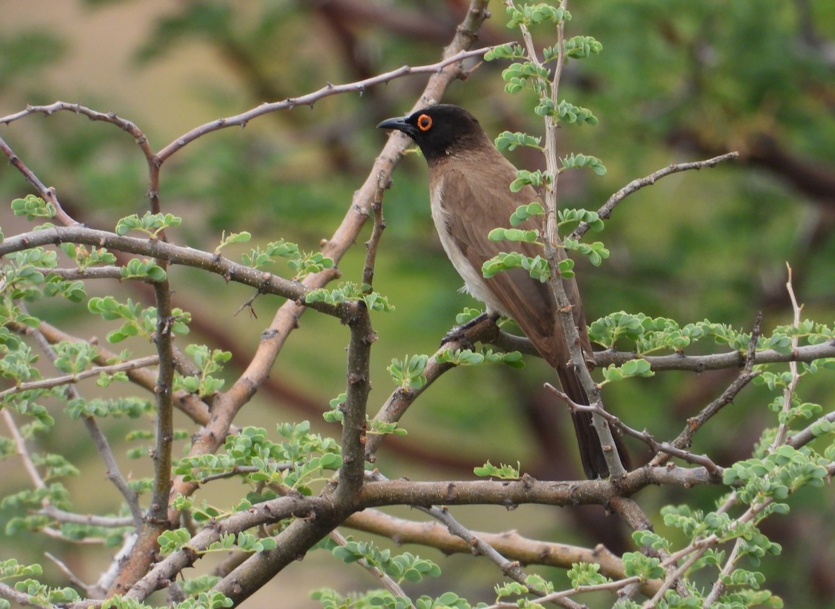 Black-fronted Bulbul - ML625946627