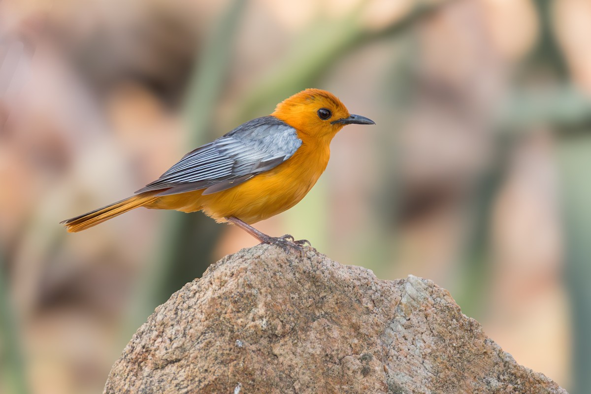 Red-capped Robin-Chat - ML625946709