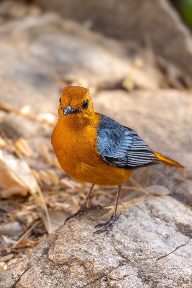 Red-capped Robin-Chat - ML625946710