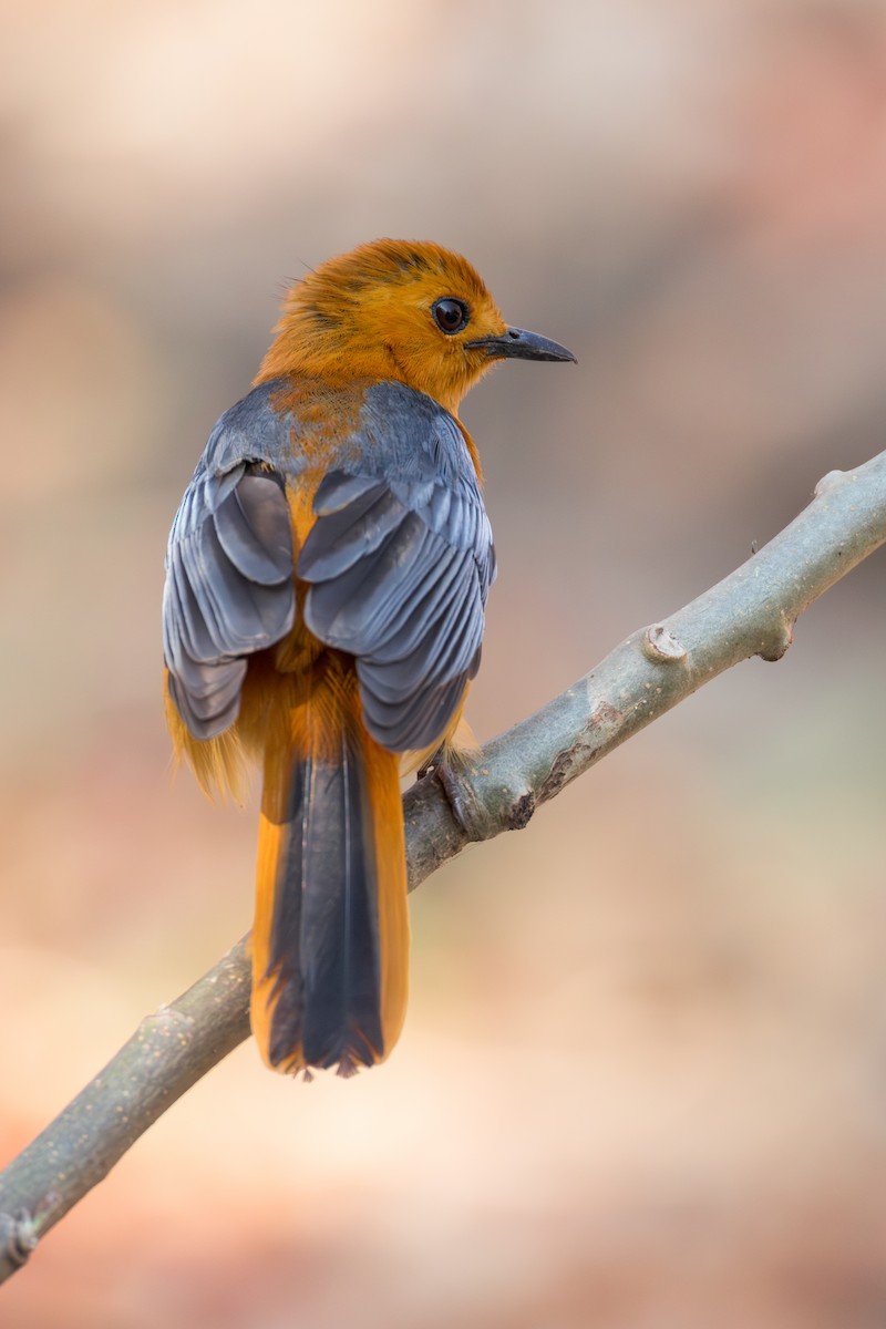 Red-capped Robin-Chat - ML625946711