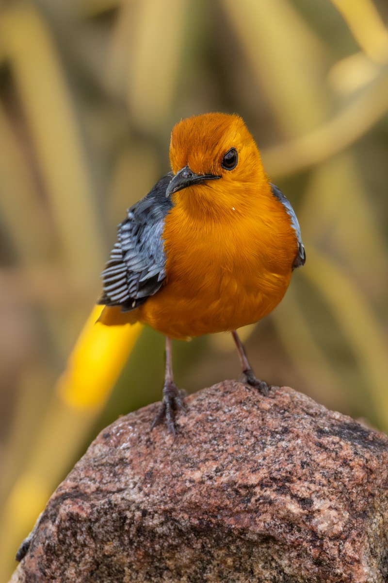 Red-capped Robin-Chat - ML625946712