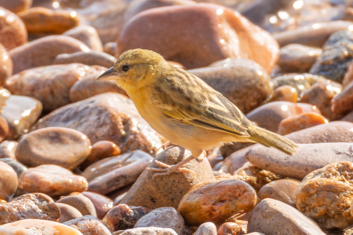 Southern Brown-throated Weaver - ML625946713