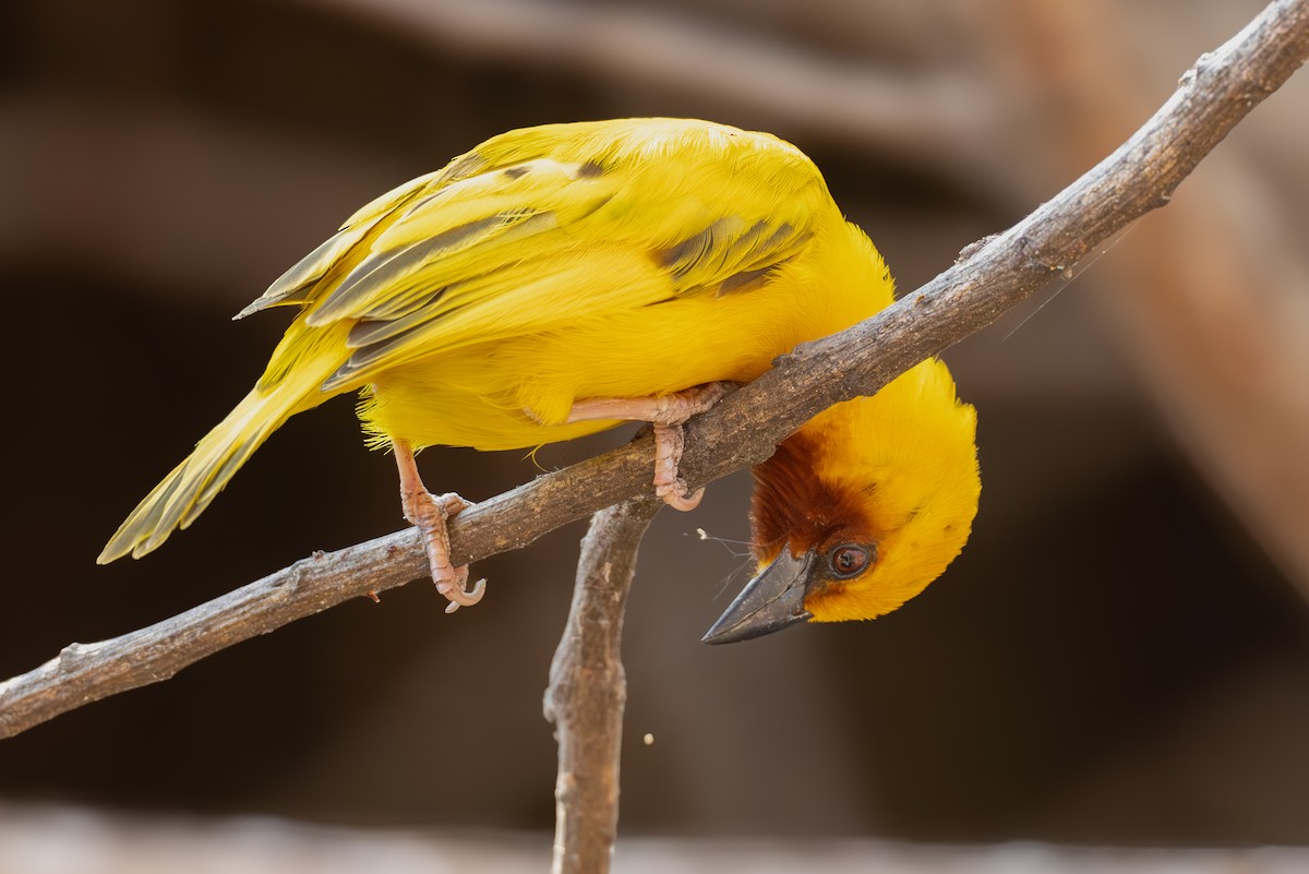 Southern Brown-throated Weaver - ML625946714