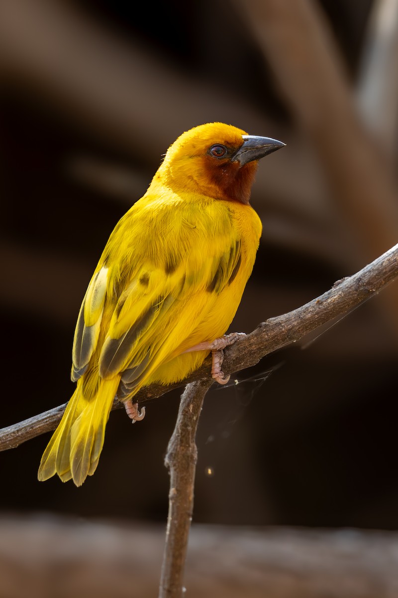 Southern Brown-throated Weaver - ML625946715