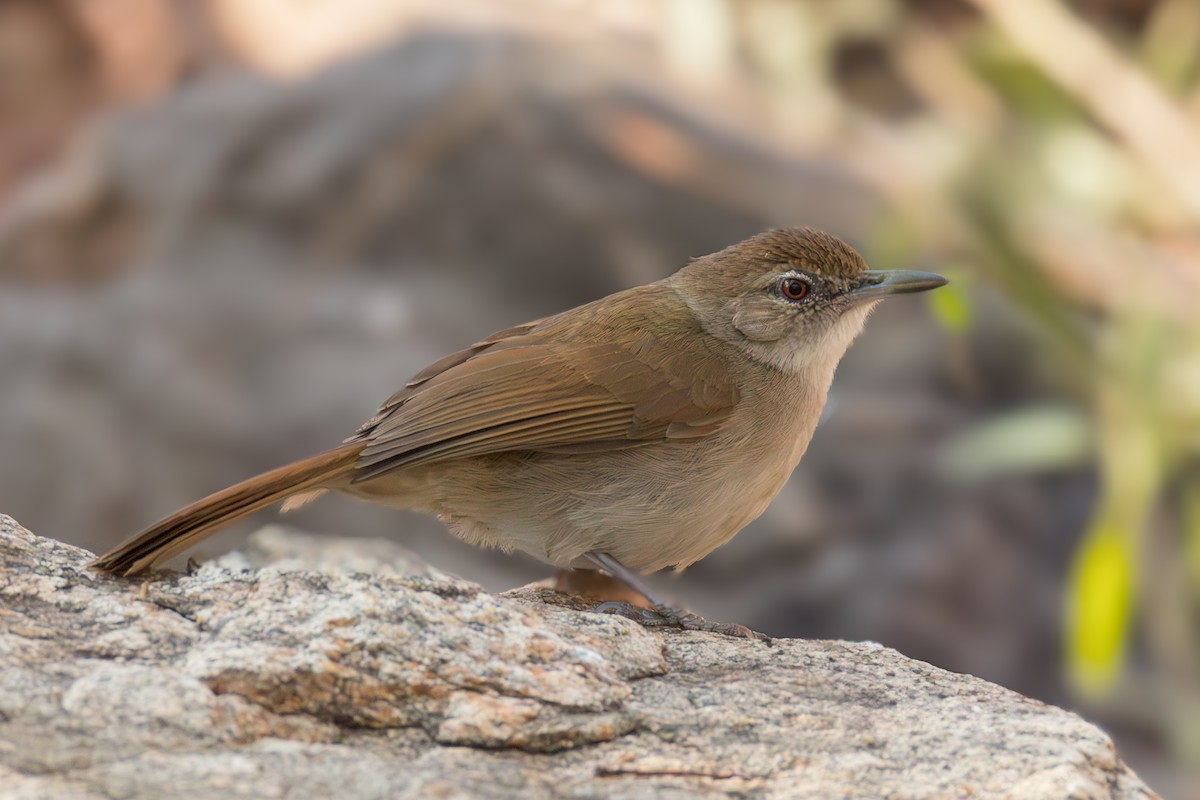 Terrestrial Brownbul - ML625946717