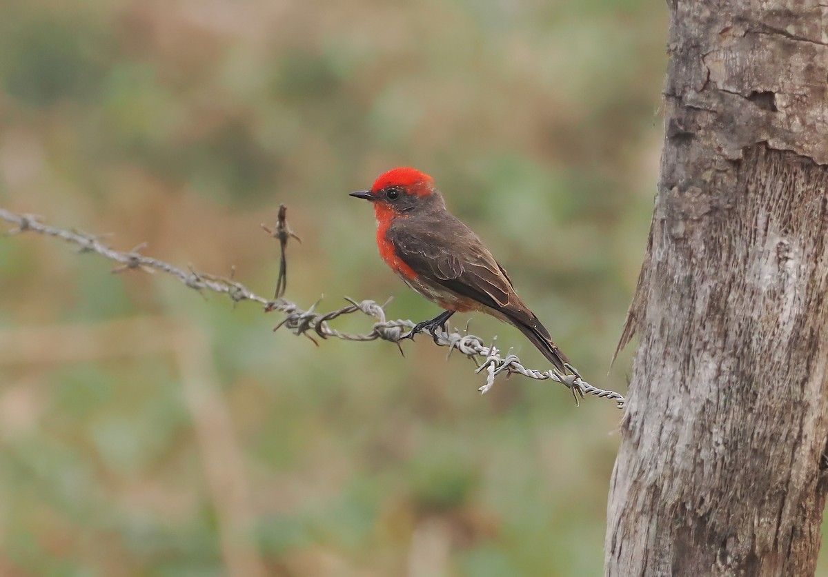 Vermilion Flycatcher (Austral) - ML625946811