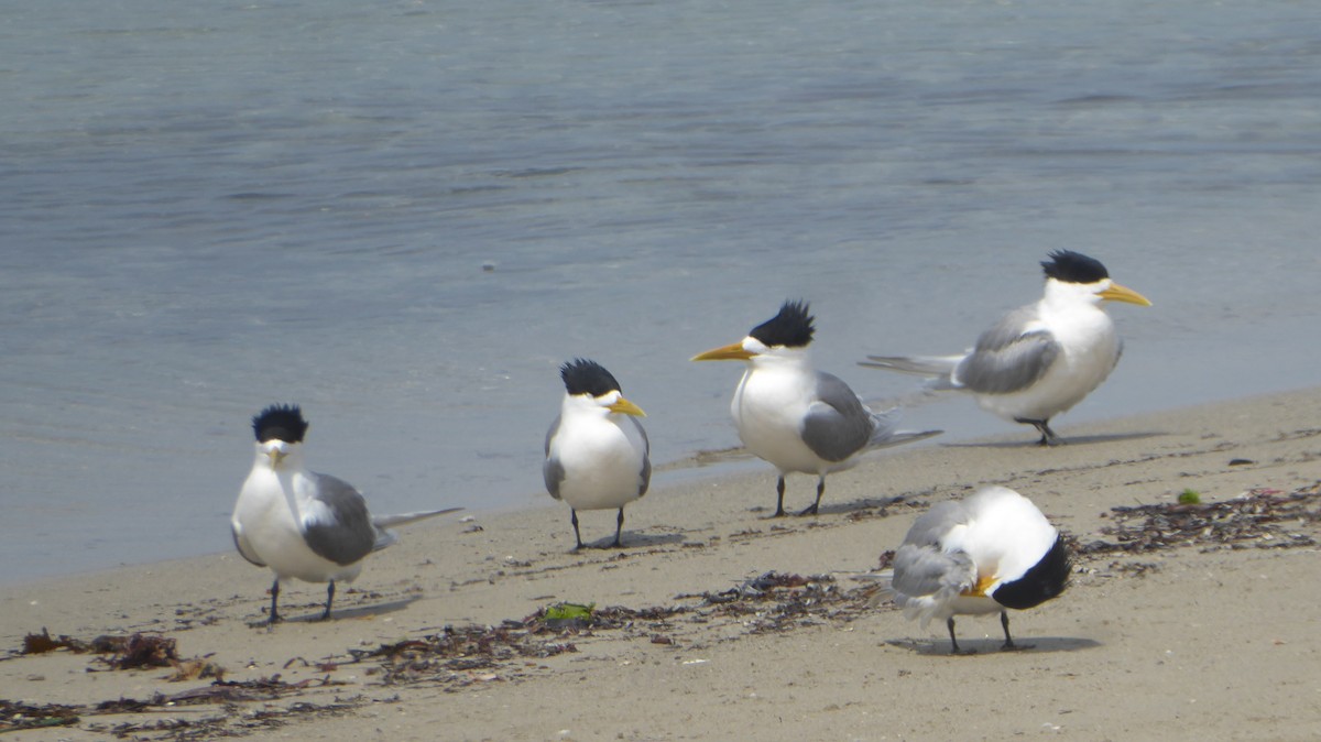 Great Crested Tern - ML625946812