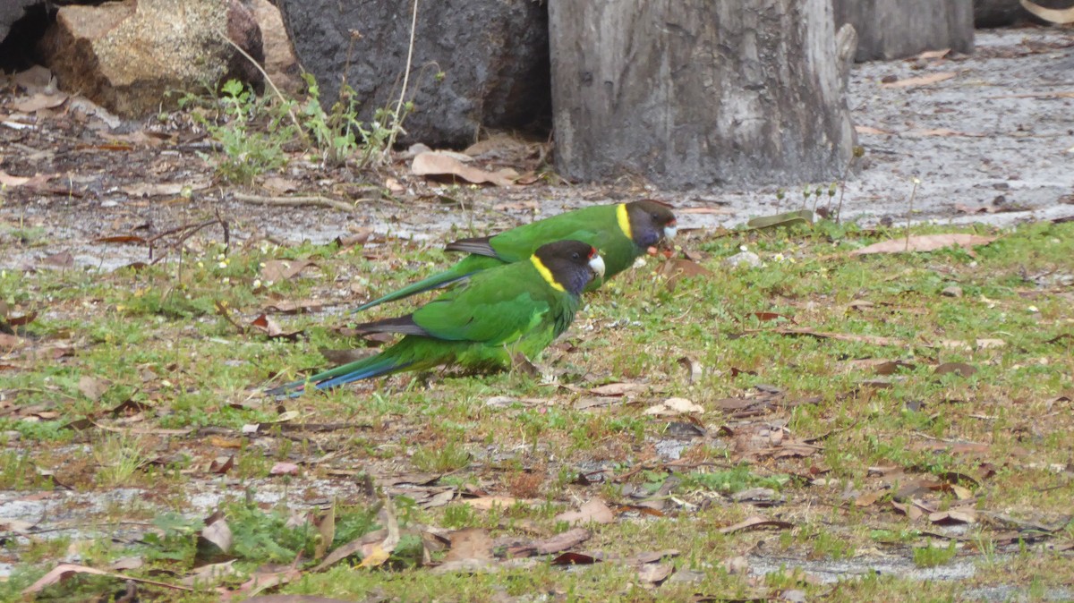 Australian Ringneck - ML625946833