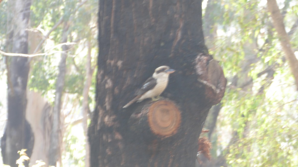 Laughing Kookaburra - ML625946842