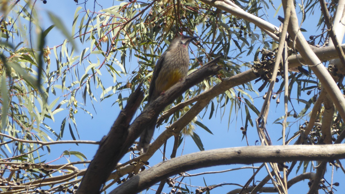 Red Wattlebird - ML625946845