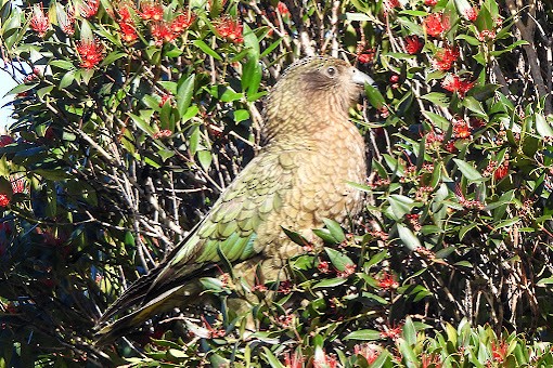 Kea - ML625946879