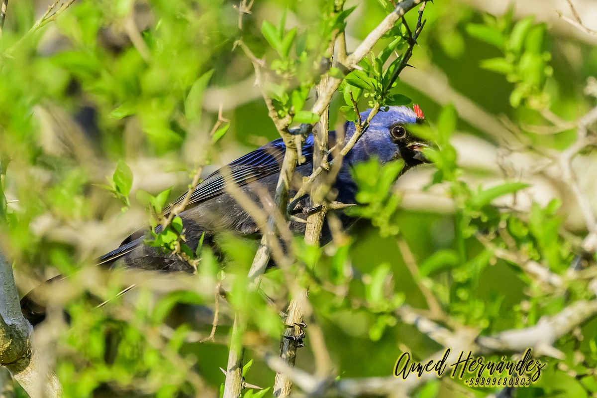 Diademed Tanager - ML625947006