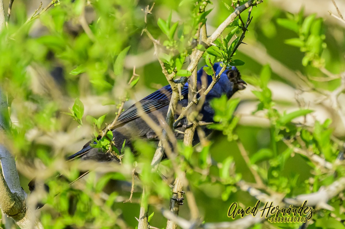 Diademed Tanager - ML625947009