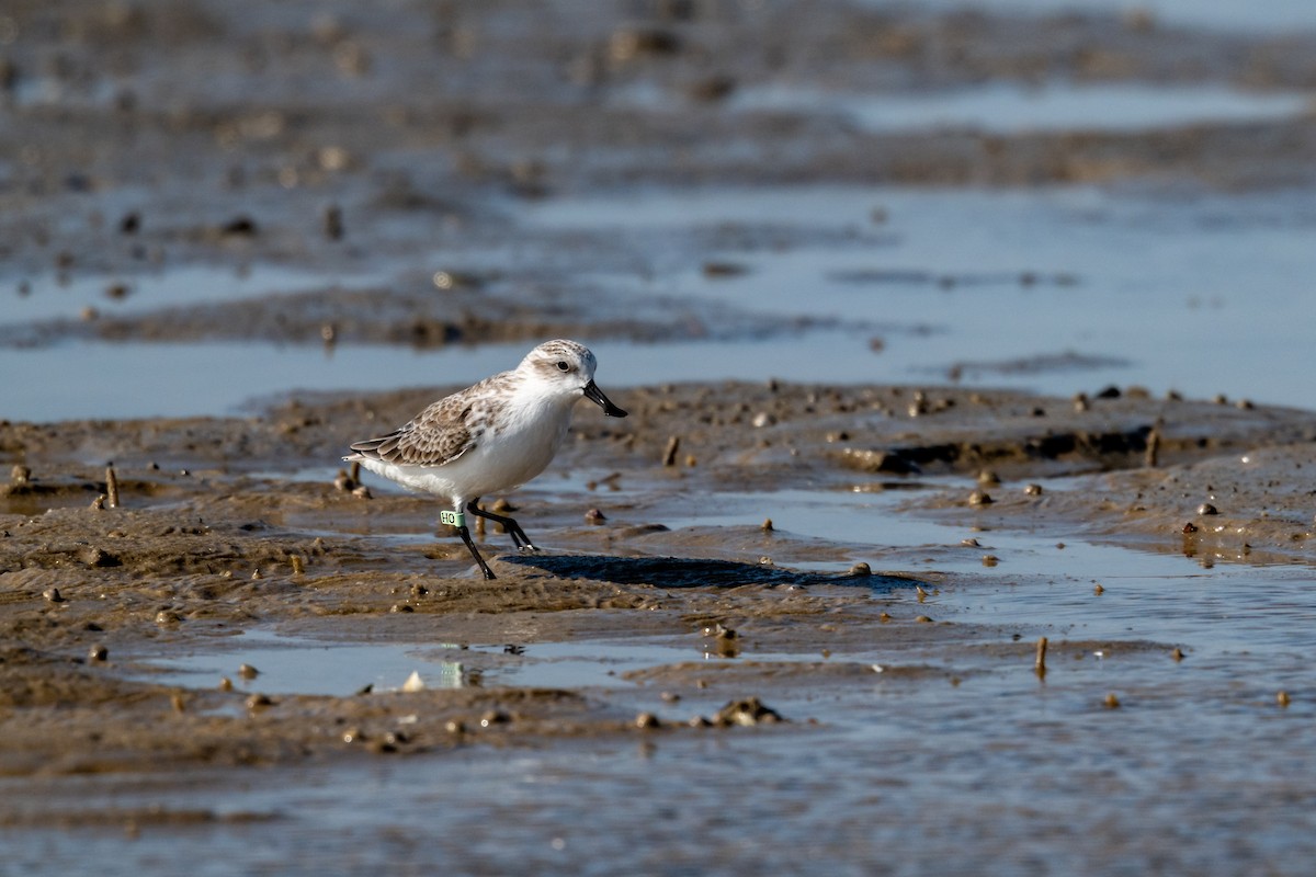 Spoon-billed Sandpiper - ML625947302