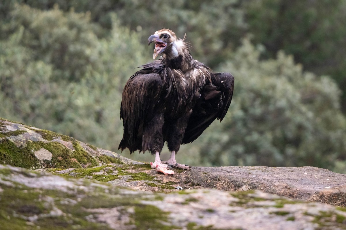 Cinereous Vulture - ML625947397