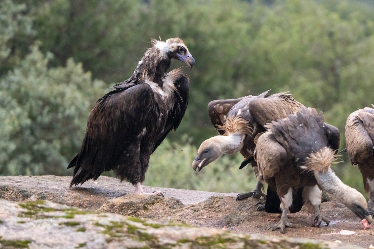 Cinereous Vulture - ML625947398