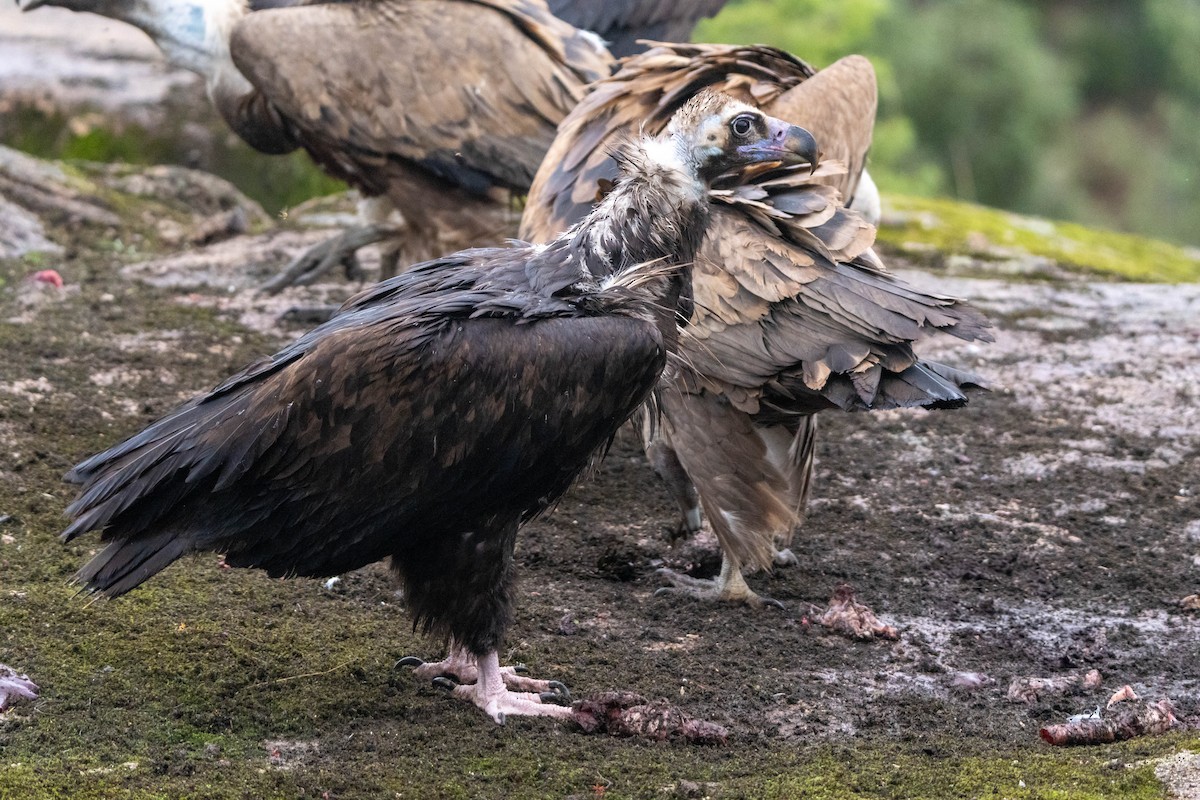 Cinereous Vulture - ML625947400