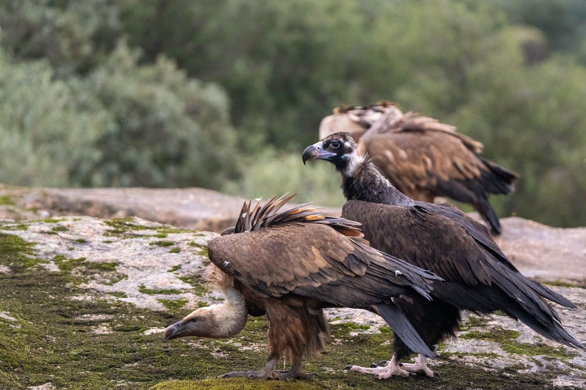 Cinereous Vulture - ML625947401