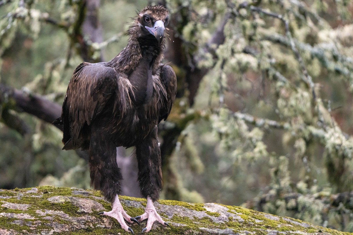 Cinereous Vulture - ML625947402