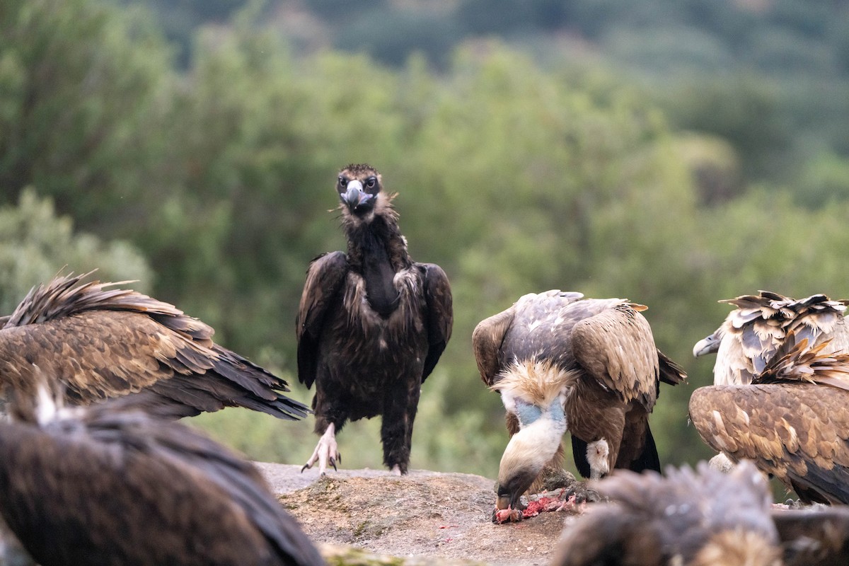 Cinereous Vulture - ML625947403