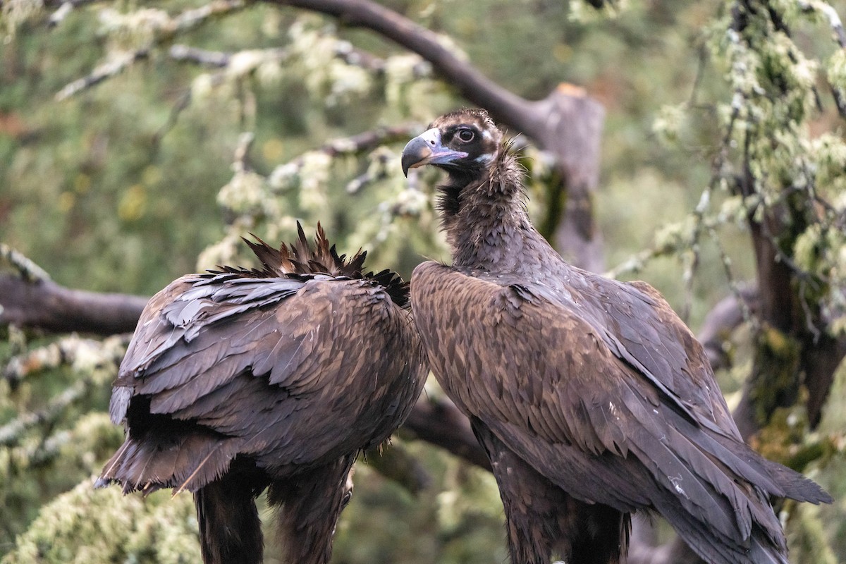 Cinereous Vulture - ML625947404