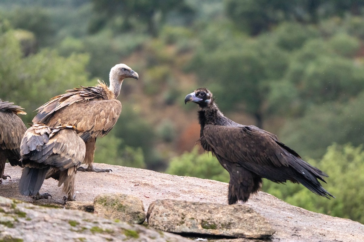 Cinereous Vulture - ML625947426