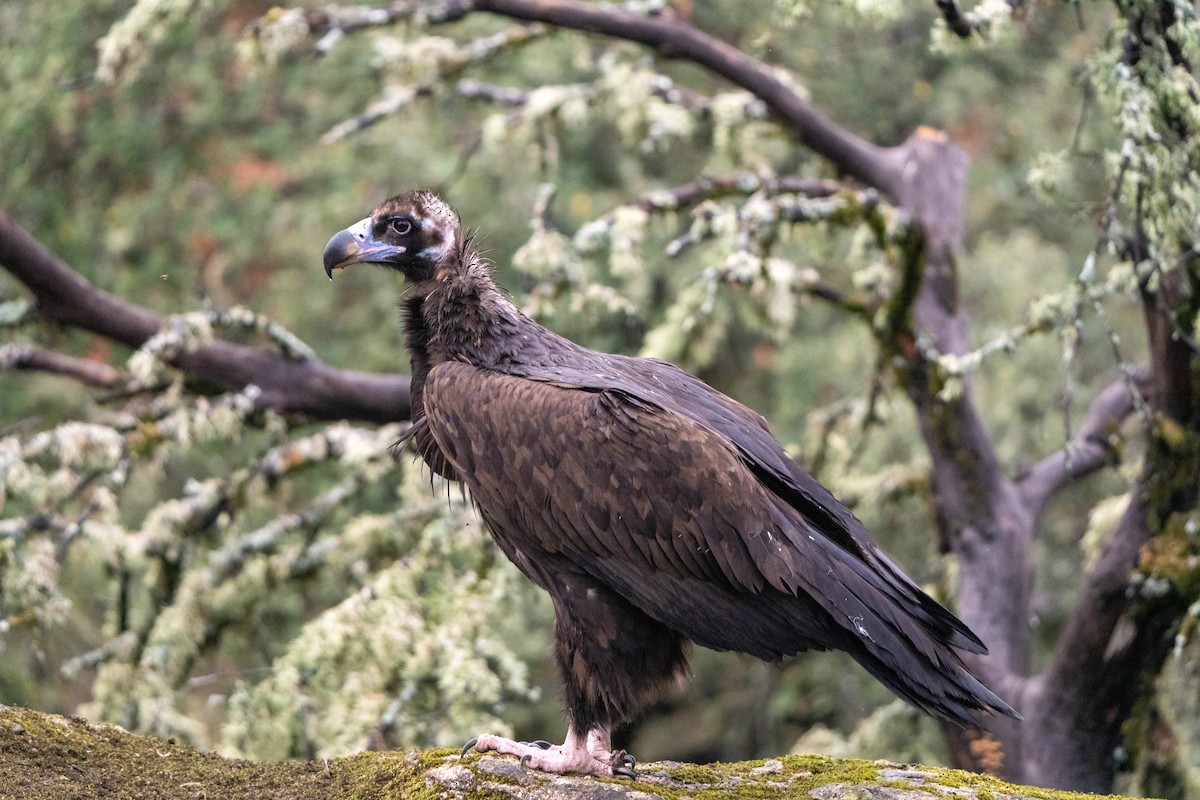 Cinereous Vulture - ML625947487