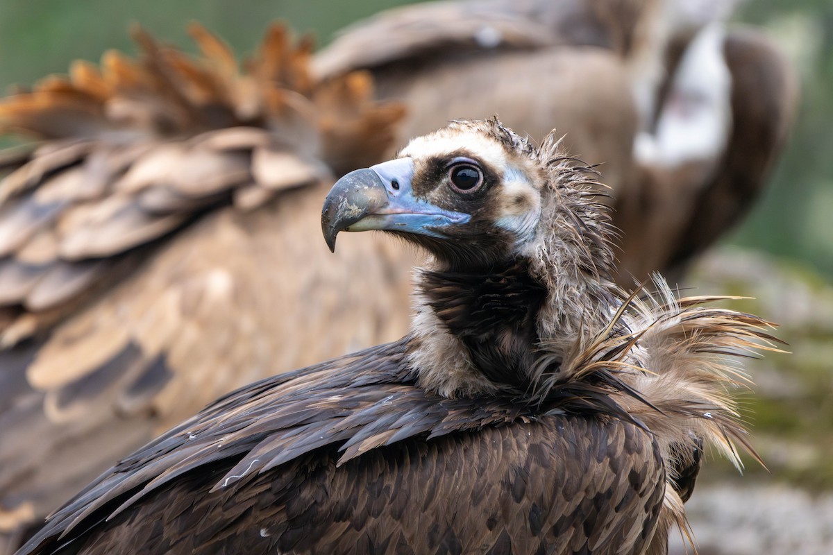 Cinereous Vulture - ML625947498