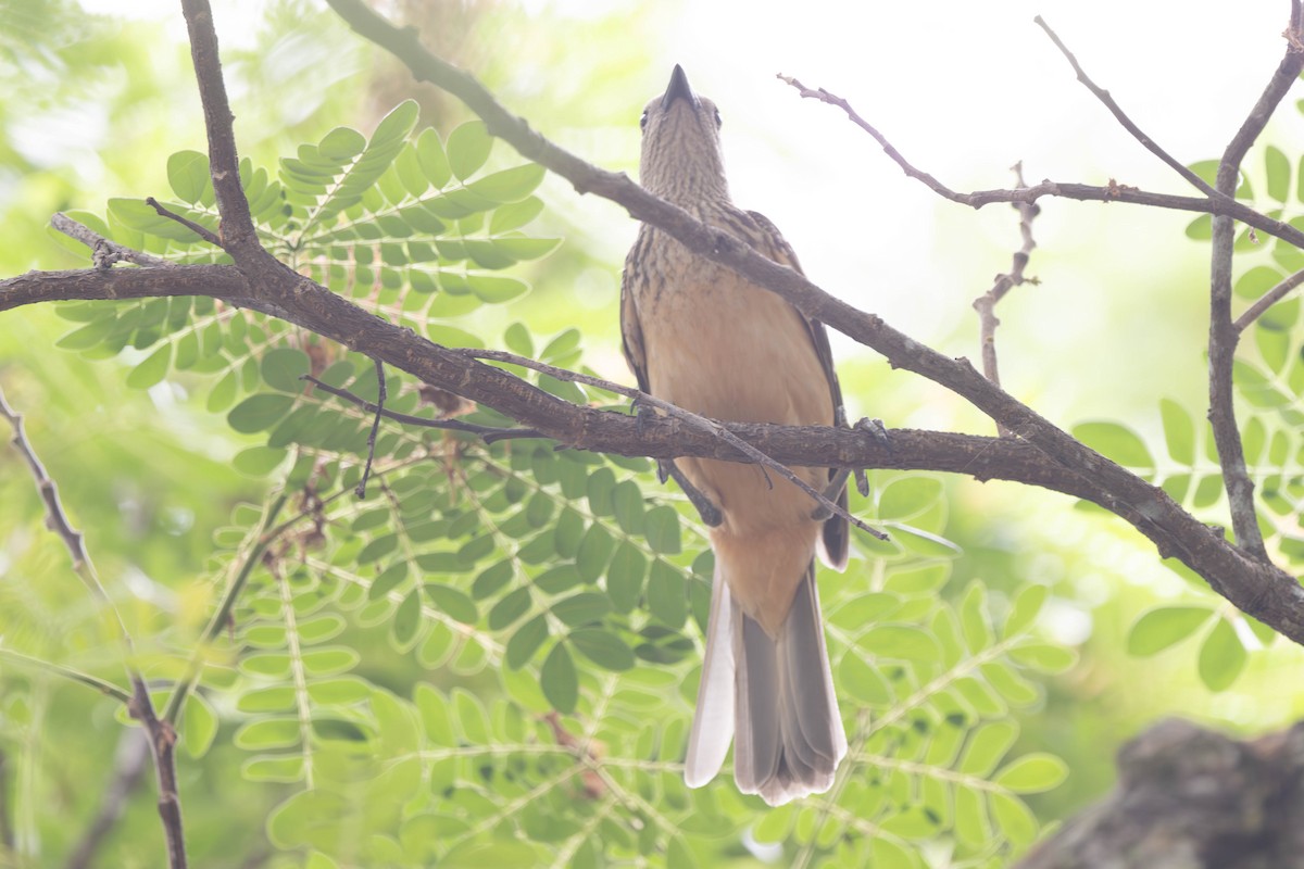 Fawn-breasted Bowerbird - ML625947621