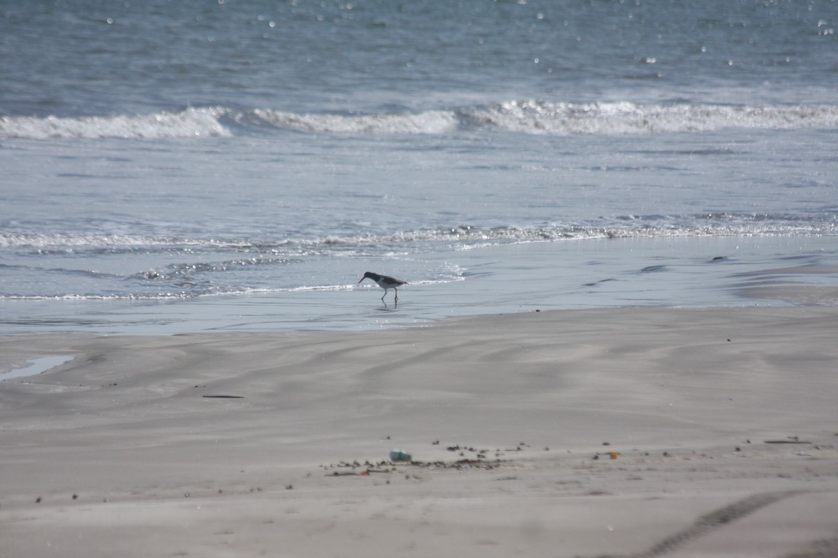 American Oystercatcher - ML625947726