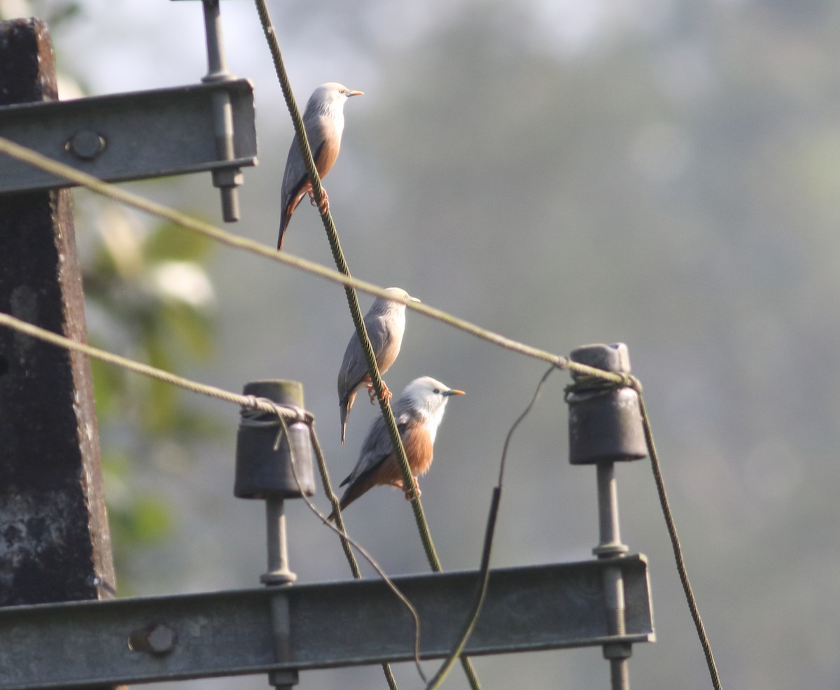 Malabar Starling - ML625948295