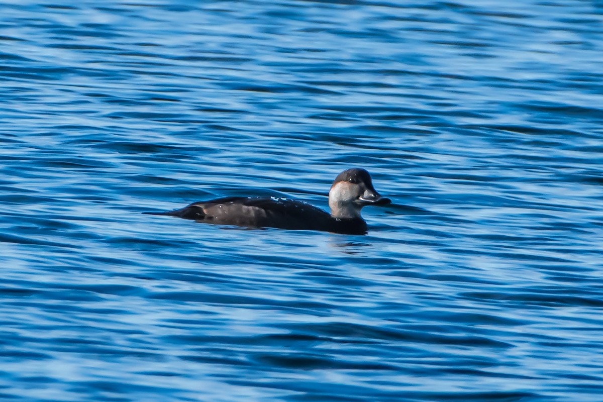 Black Scoter - ML625948343