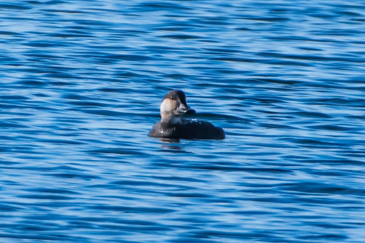 Black Scoter - ML625948344
