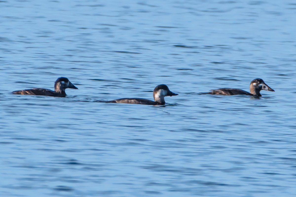 Black Scoter - ML625948345