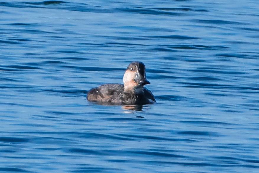 Black Scoter - ML625948369