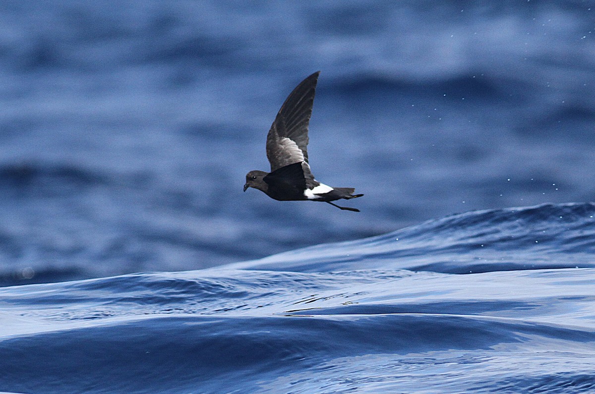 Wilson's Storm-Petrel - ML625948582