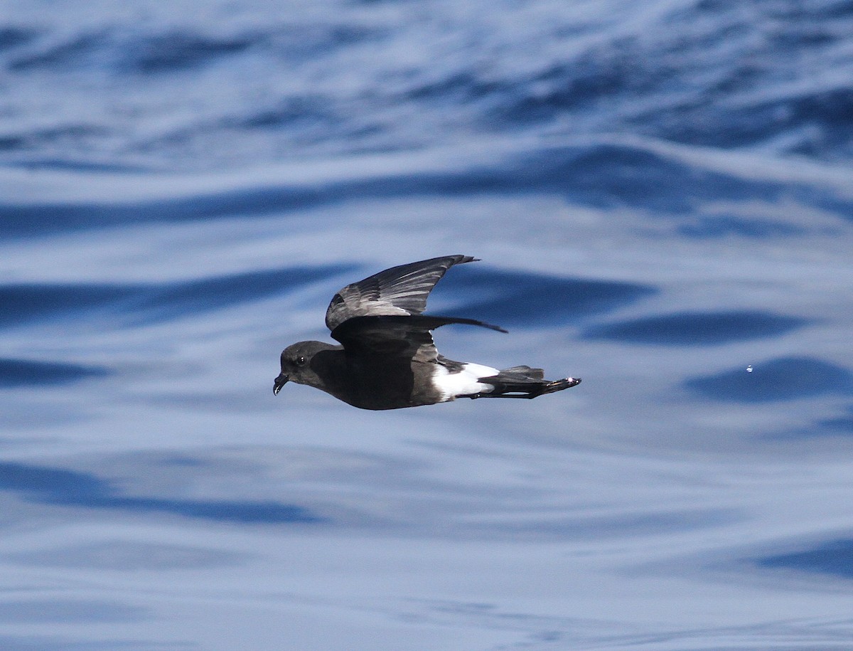 Wilson's Storm-Petrel - ML625948583