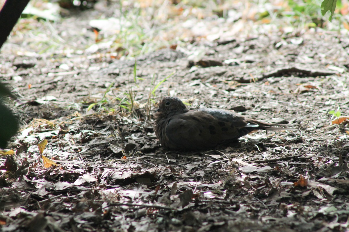 Mourning Dove - ML625948986