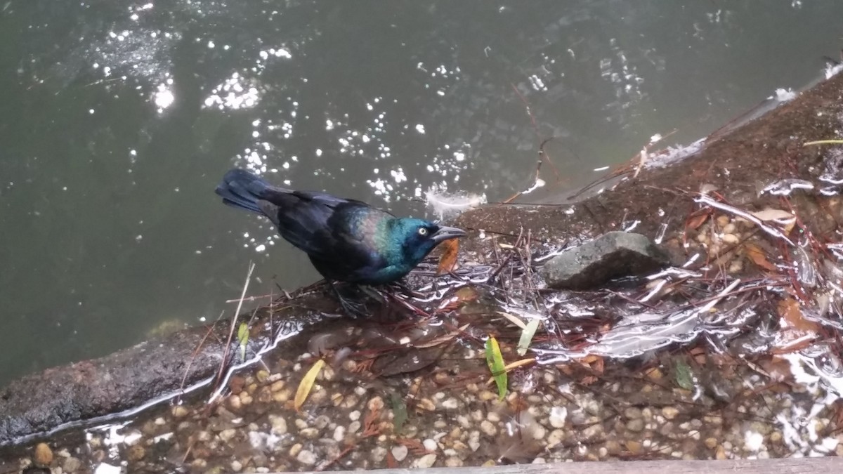Common Grackle - ML625948990