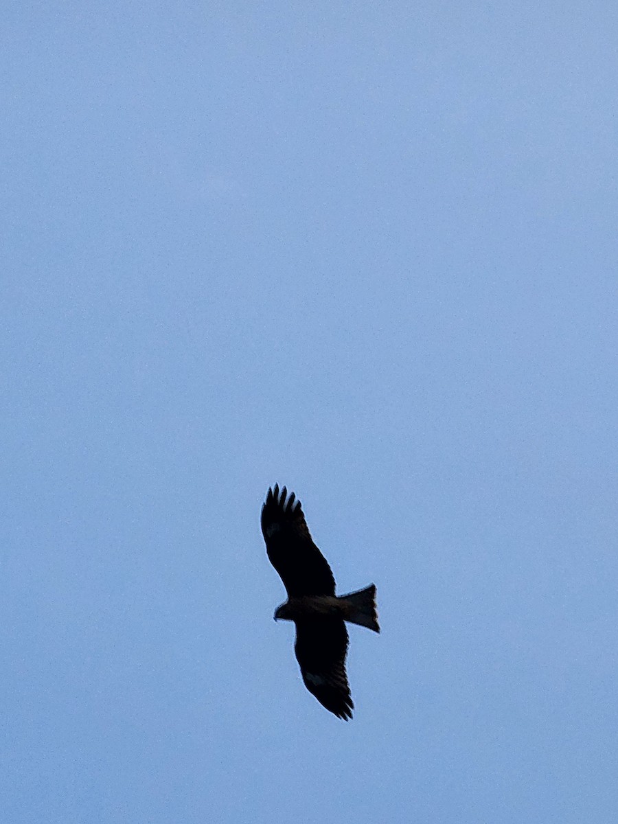 Black Kite - ML625949022