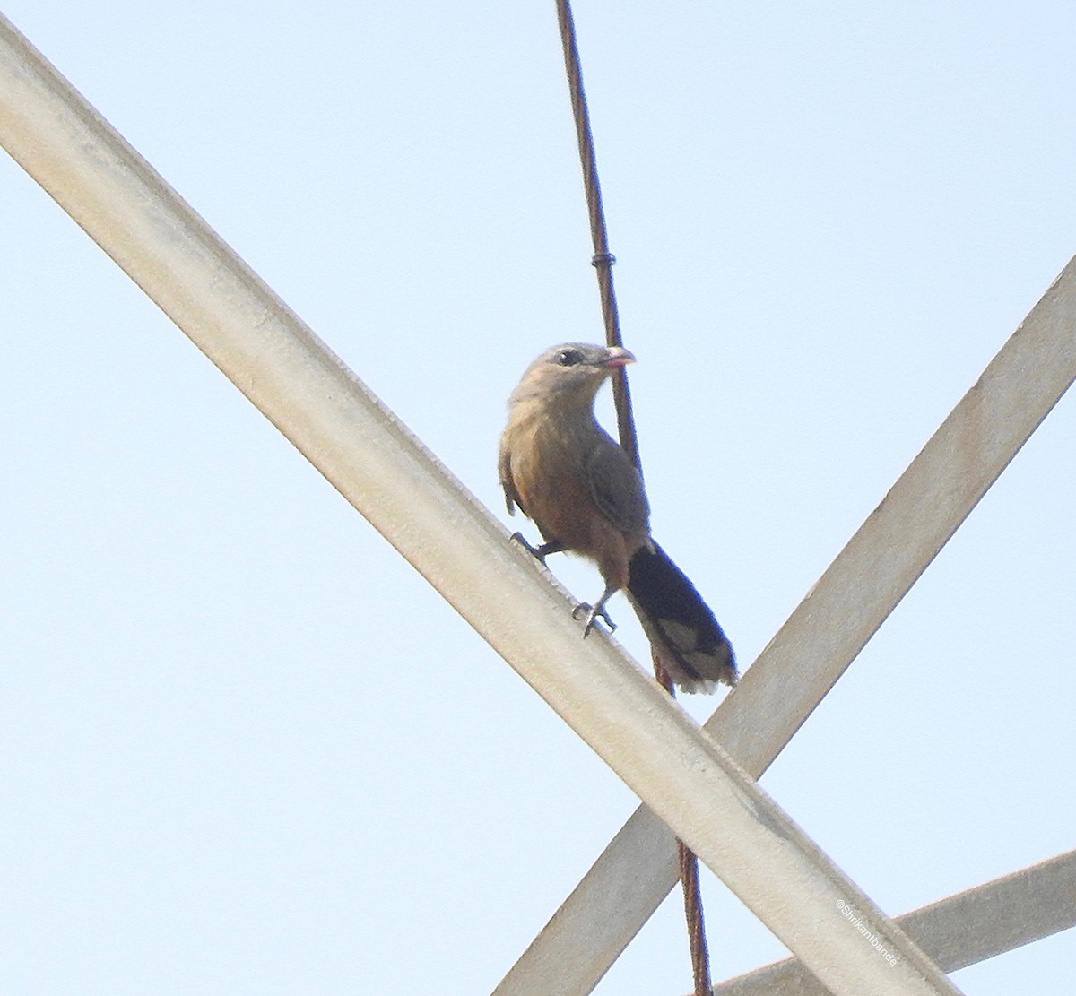 Sirkeer Malkoha - ML625949133