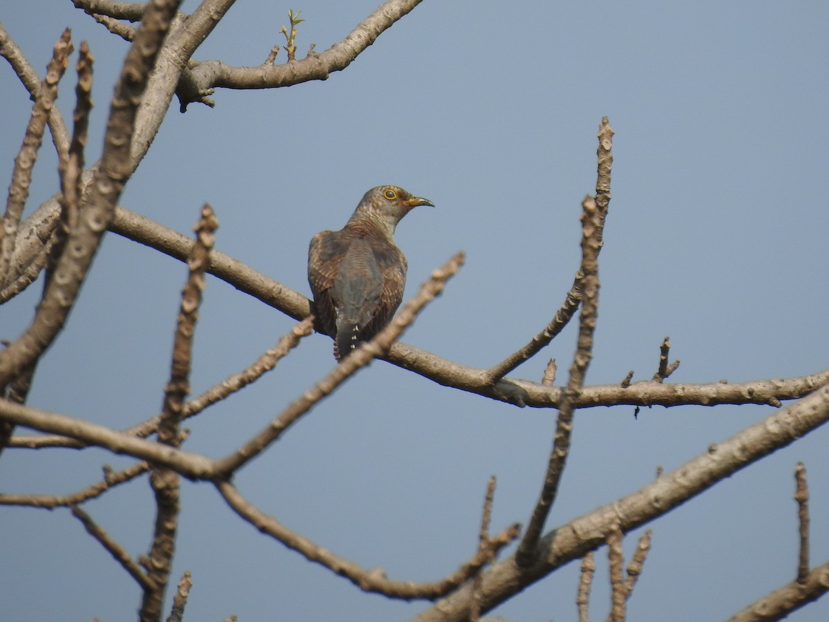 Common Cuckoo - ML625949163