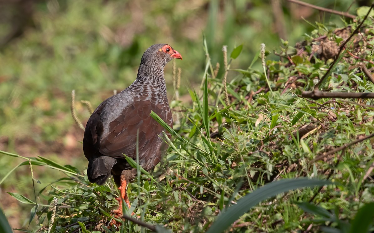 Handsome Spurfowl - ML625949165