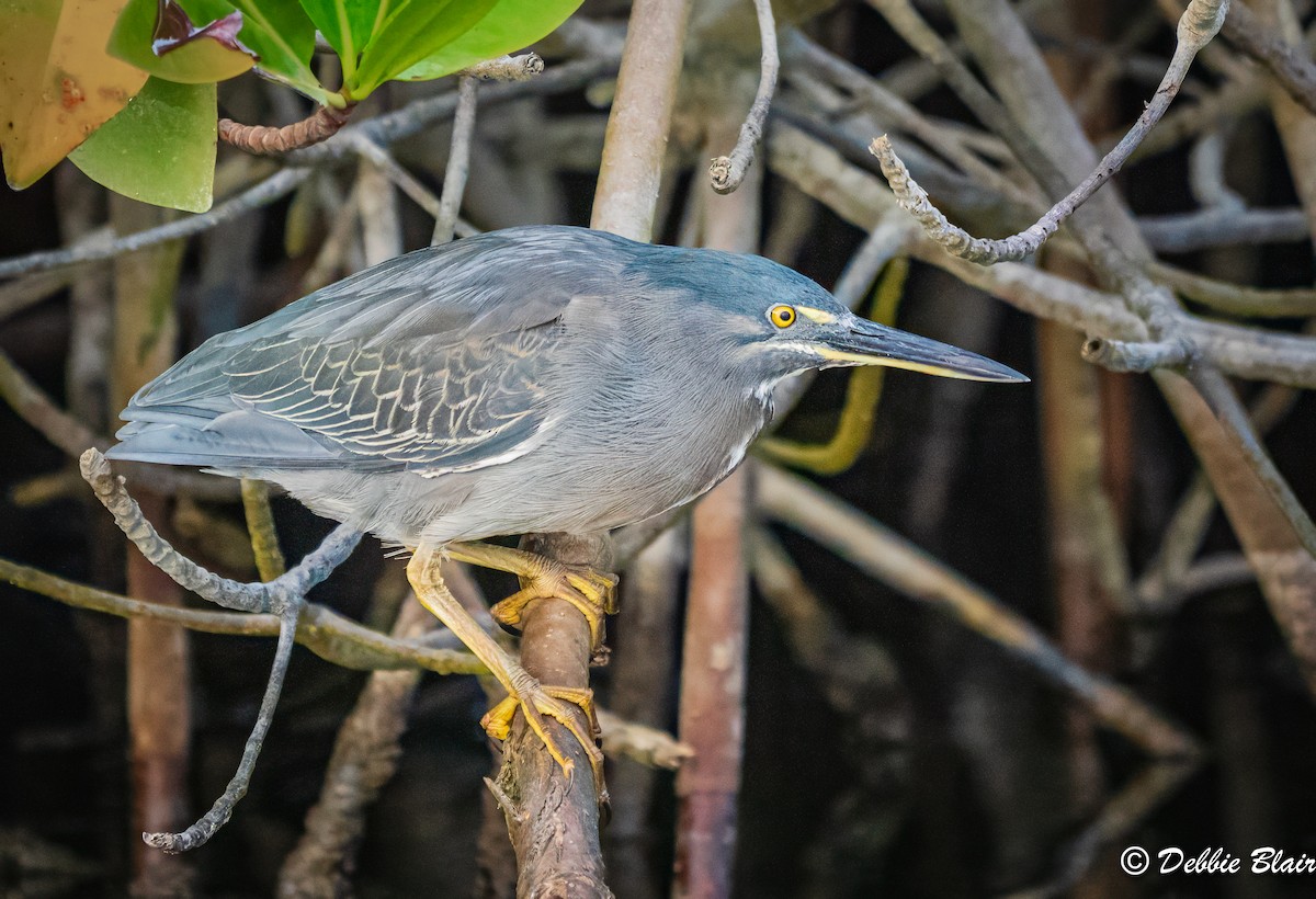 Striated Heron - ML625949212