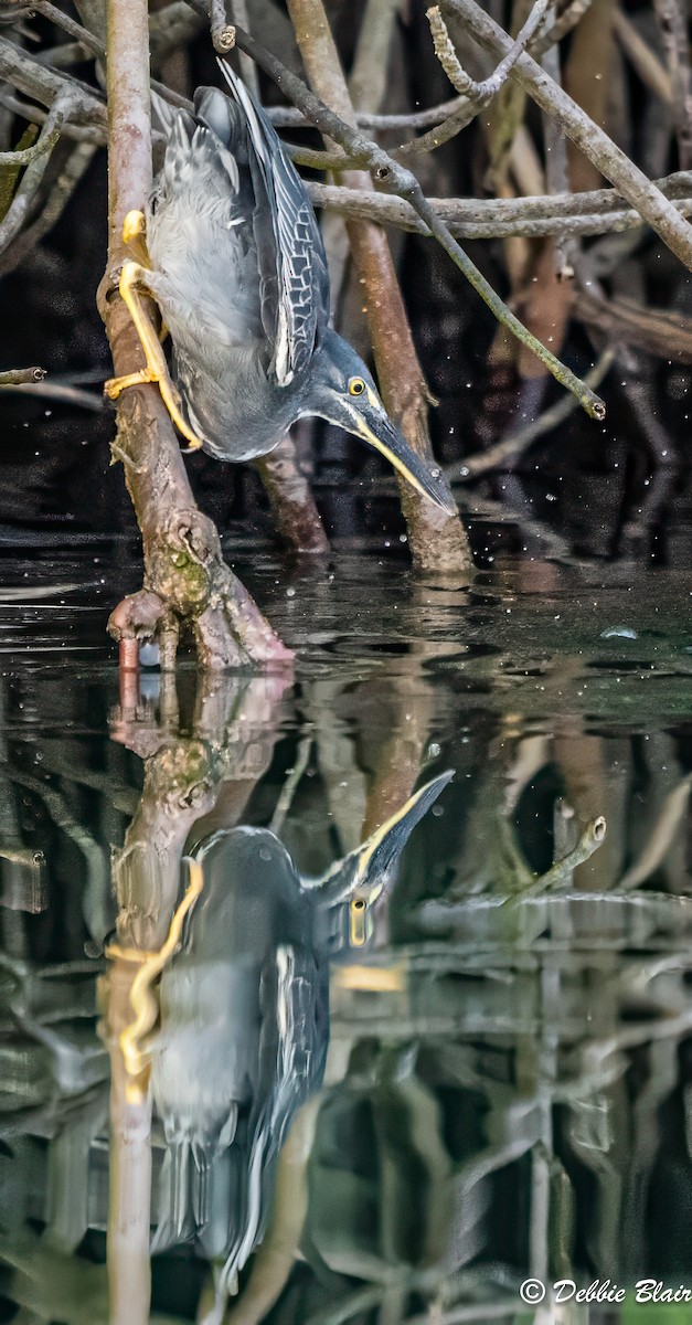 Striated Heron - ML625949213